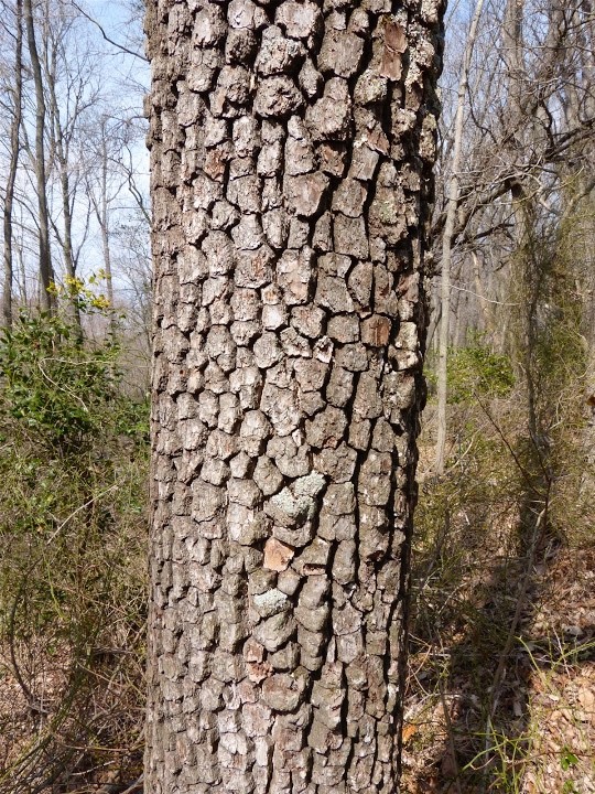 1 Black Gum Tree 12-24" Nyssa sylvatica Bare Root