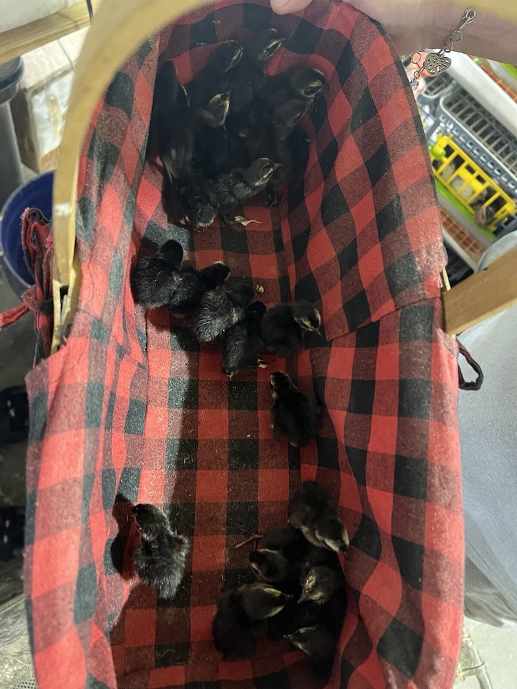 12 All Black Coturnix Quail Hatching Eggs NPIP Healthy