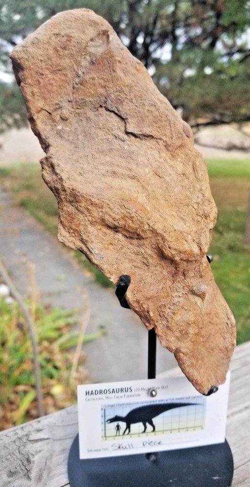Nice Hadrosaurus Skull Section Fossil Specimen Cretaceous Hell Crk MT Recent Dig