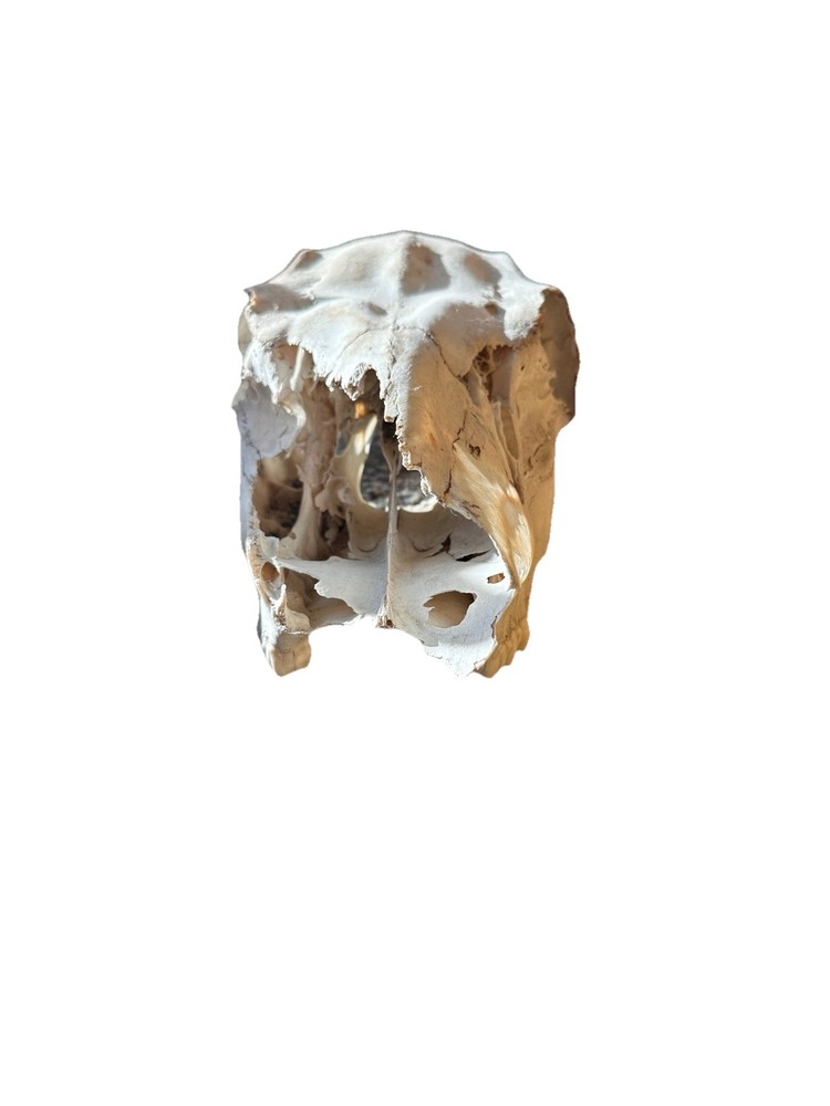 Elk Skull