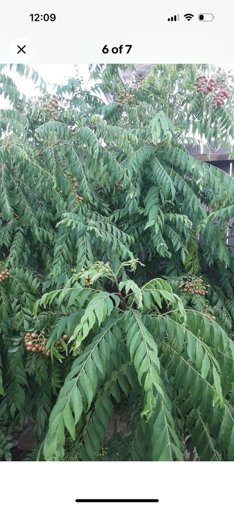 20 + Seeds Kari Patta ORGANIC