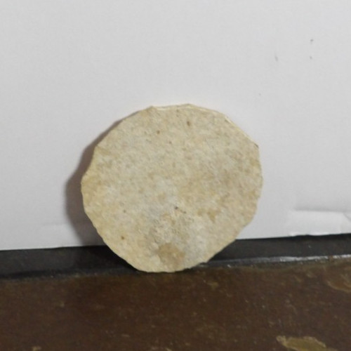Stone Fish Fossil