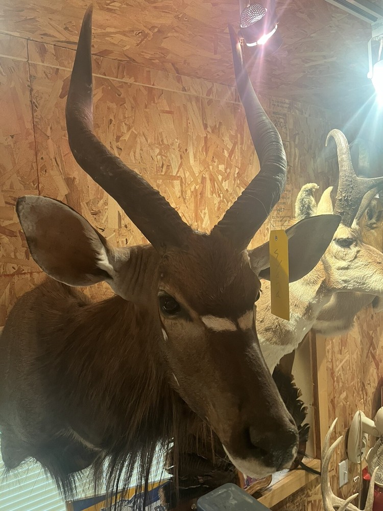 nyala taxidermy mount