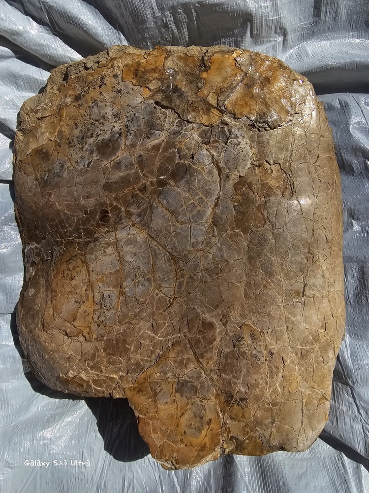 Petrified Turtle Shell