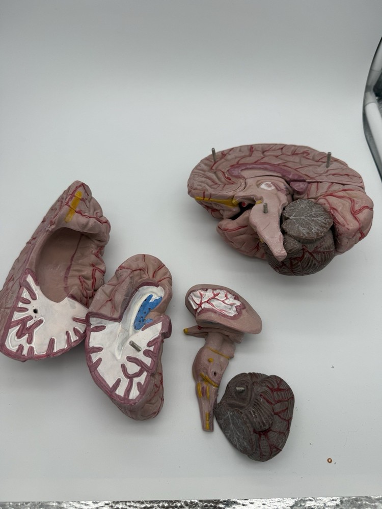 Anatomically Accurate 8 Part Human Brain Model Anatomy Science Teaching Medical