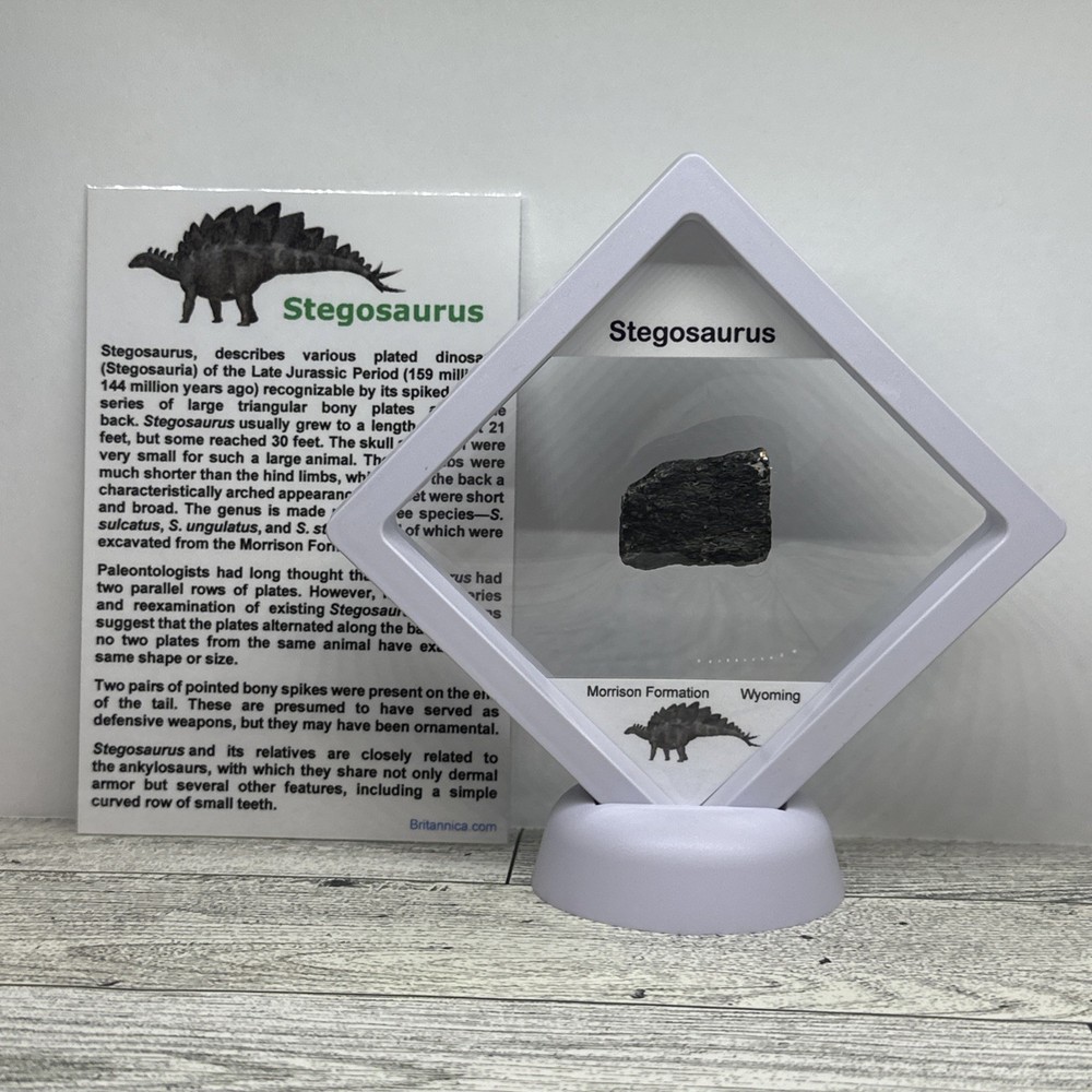 Stegosaurus Extinct Dinosaur Bone Fossil in Great Display Case