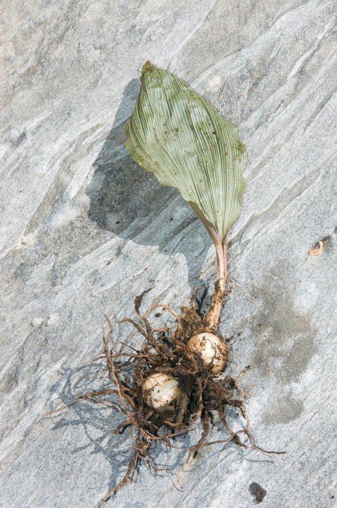 Adam & Eva Orchid In Winter/ Putty Root Bare-Root