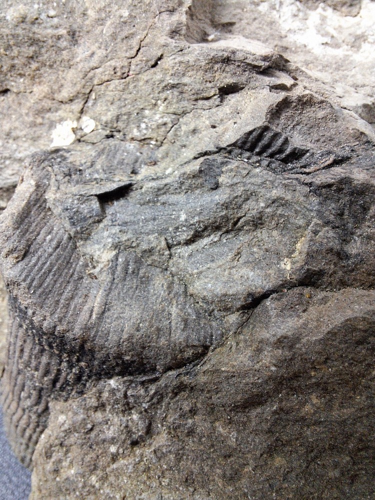 Calamite Stem Lepidodendron Paliozoic Devonian Carboniferous Virginia