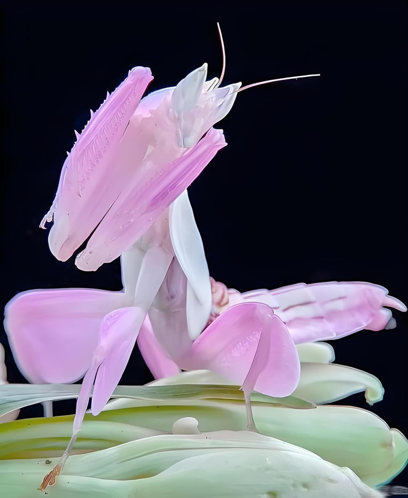 Orchid Mantis Eggs with a Free Observation Hatching Pack (1 Eggshell) – Equipped