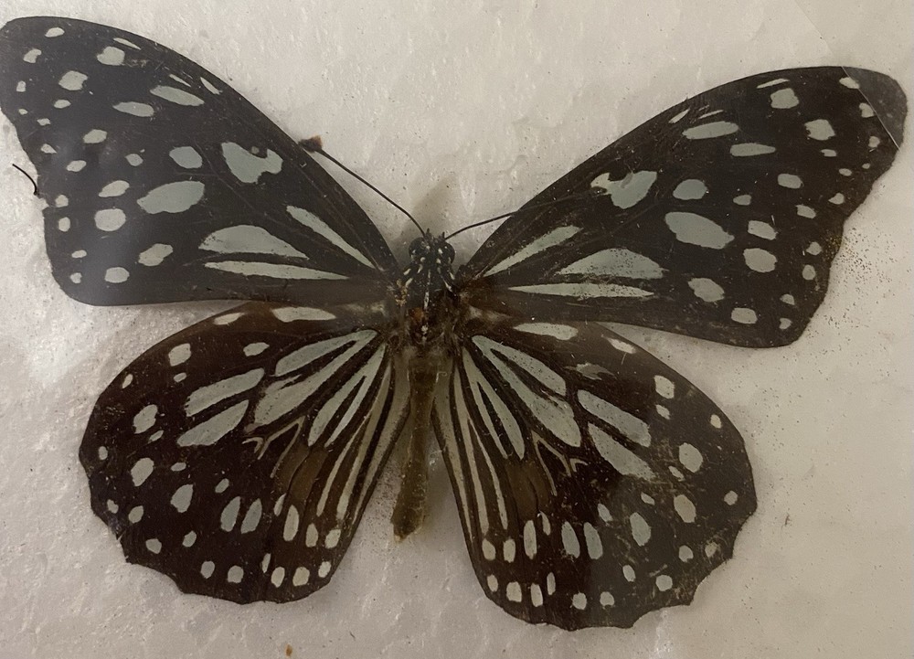 Preserved butterfly specimens in resin frames