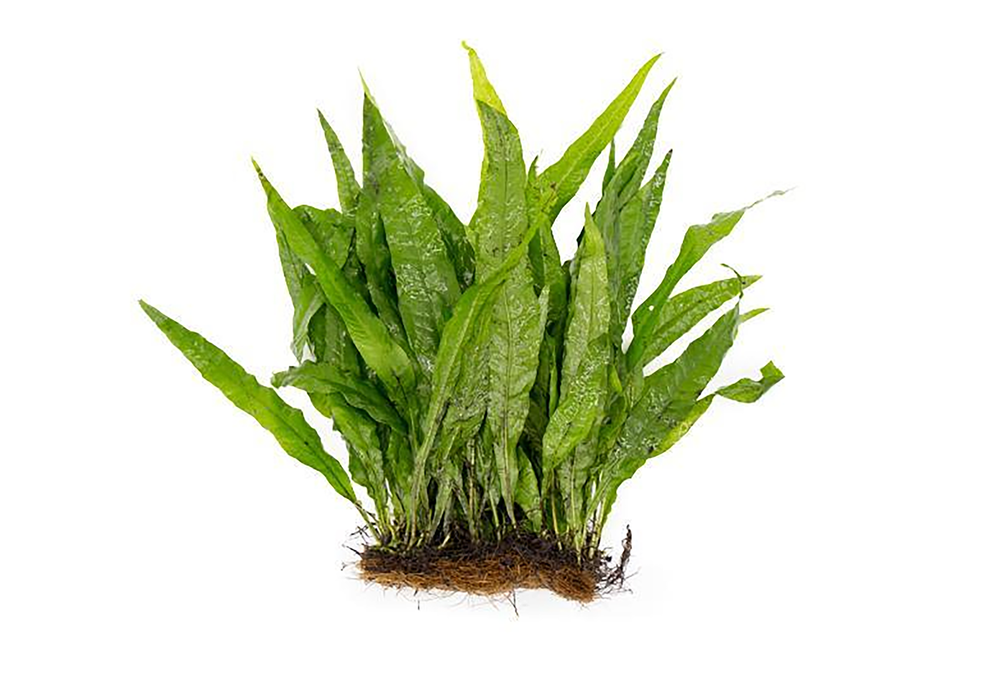 Java Fern Microsorum Pteropus Bare Root