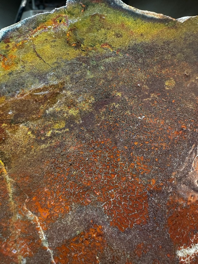 Dinosaur bone rough **hxtled large slab.