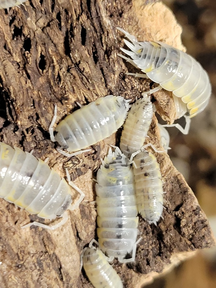 8 count Porcellio Ornatus Witches Brew
