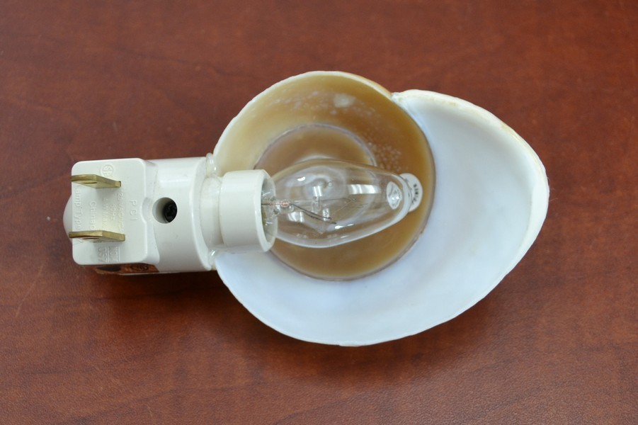 BROWN LANDSNAIL SEA SHELL NIGHTLIGHT