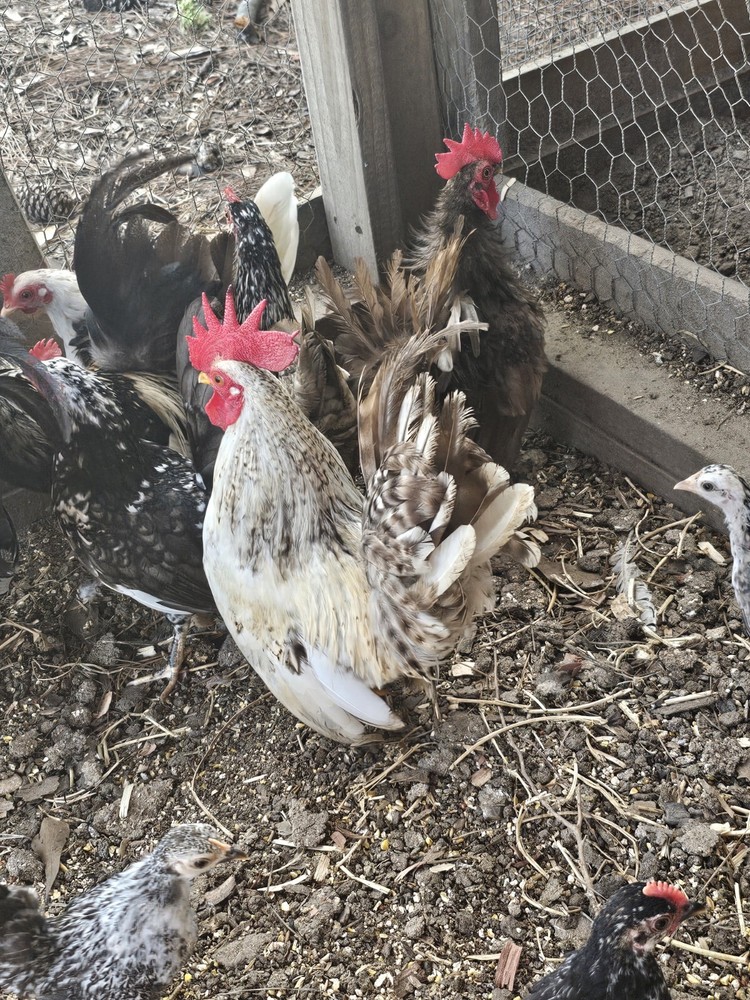 20+ Serama Chicken Hatching Eggs