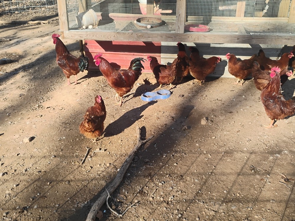 12 + Hampshire Red, Rhode Island Red Hatching Eggs!