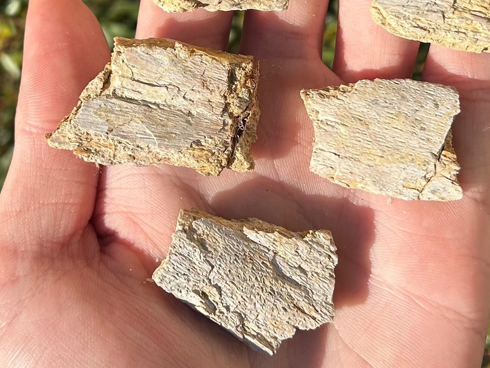 Fossil Marine Bones Lot Texas Cretaceous Dinosaur Bones
