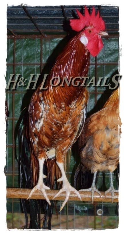 6+ Assorted color Phoenix longtail Chicken hatching eggs L@@K!