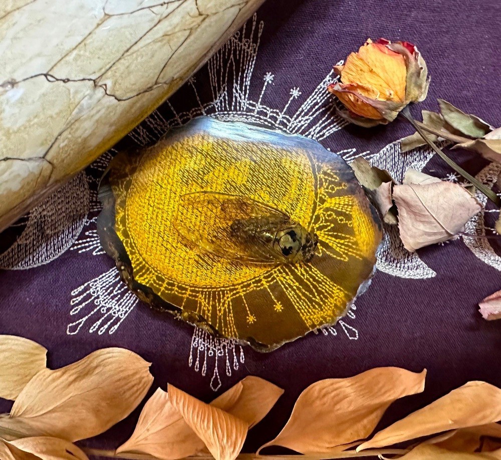 Real Cicada In Resin, Ethically Sourced, Witchcraft