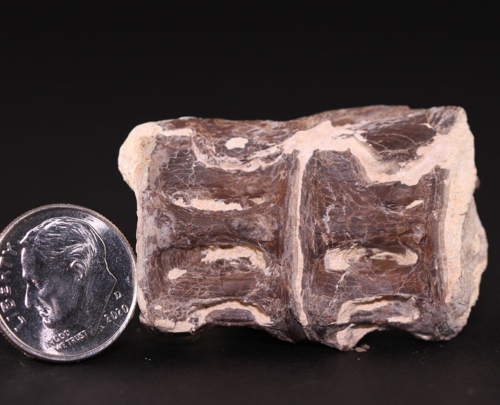 Fossil Fish Ichthyodectes Vertebrae Pair Cretaceous Kansas COA 3405