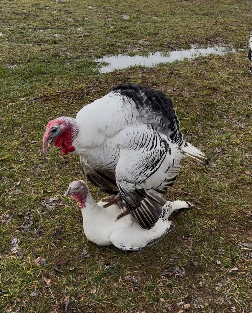 6 Royal Palm Turkey Hatching Eggs  ready to ship!