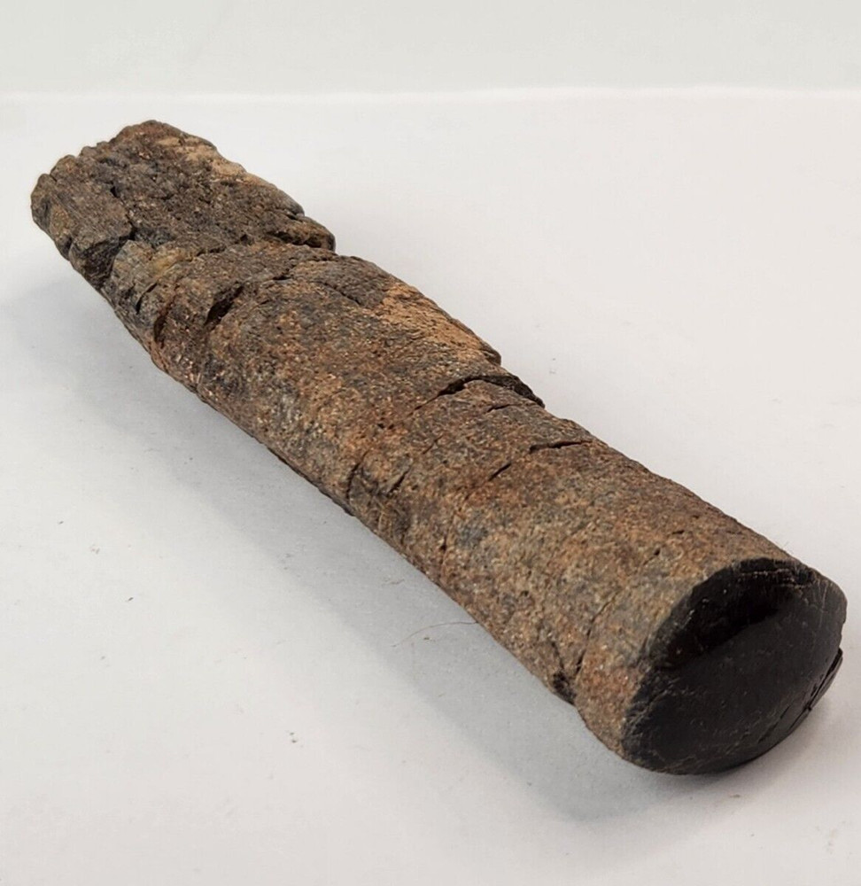Polished Dinosaur Bone (Rib?) Fossil - Morrison Fm.