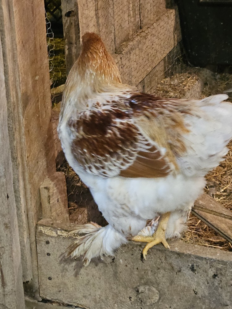 Brahma chicken hatching eggs (10 +2)