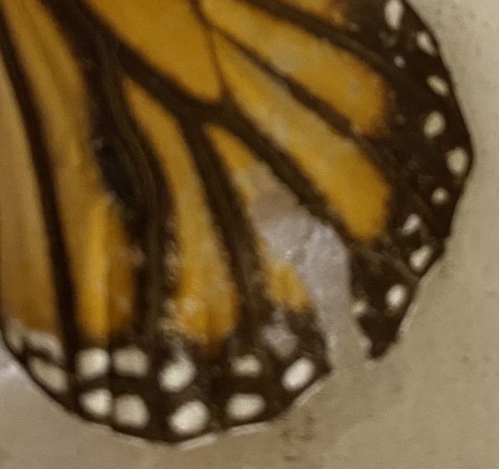 Preserved butterfly specimens in resin frames