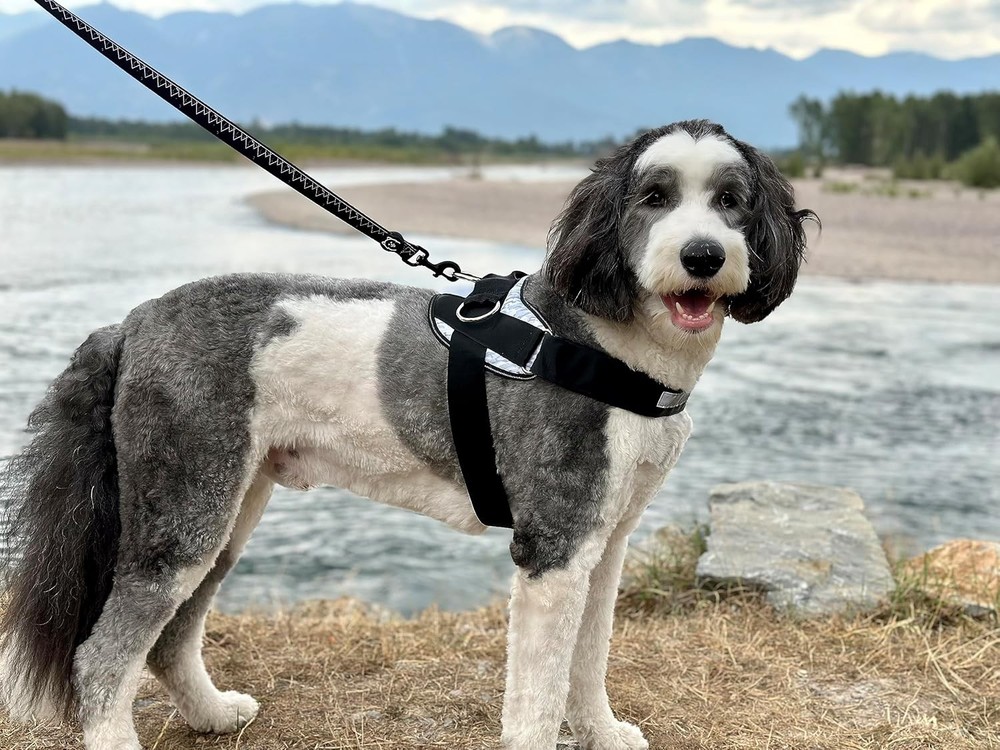 Basic Dog Harness with Anti-Pulling Design and 3 Leash Hooks
