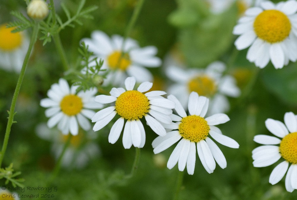 4 oz Candle Scent Oil-CHAMOMILE