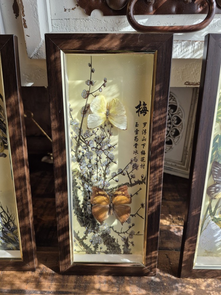 3 Real Framed Butterflies