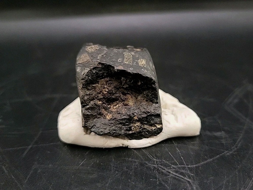 Fossil Dinosaur Tooth Unknown Species