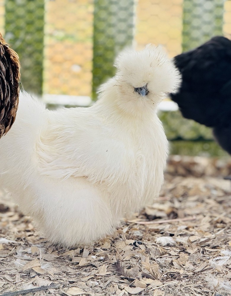 Silkie Chicken Hatching Eggs Assorted Colors