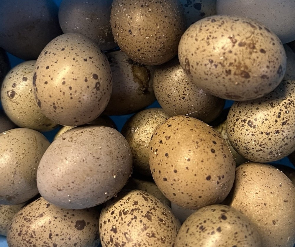 Button Quail Hatching Eggs