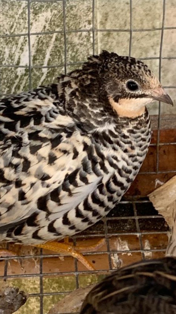 15 Button Quail Hatching Eggs