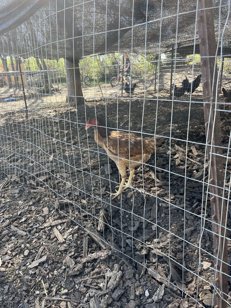 Indio gigante hatching eggs “6+”eggs