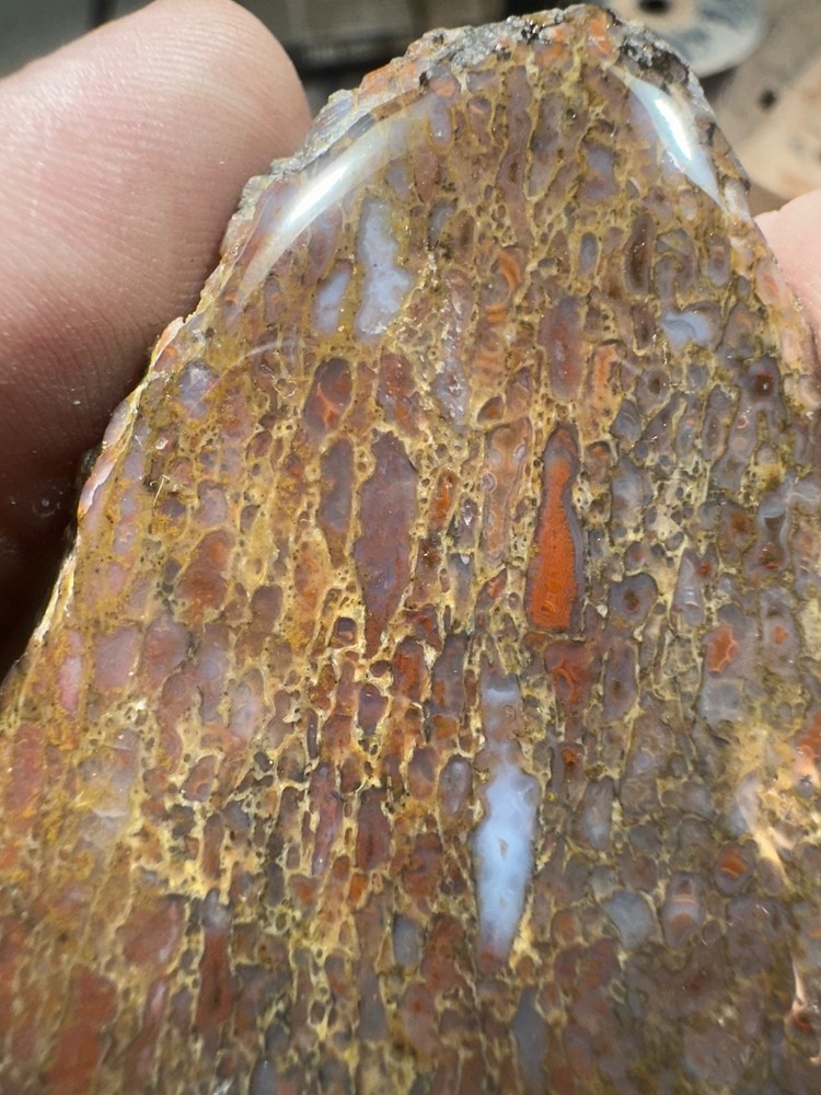 Dinosaur bone rough **hxtled end cut