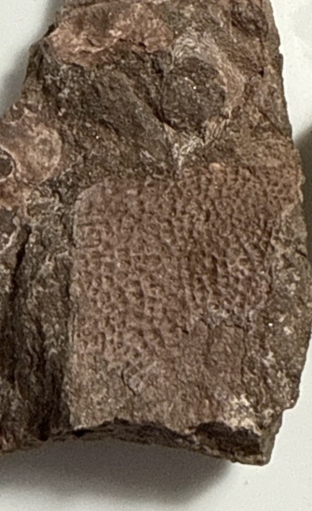 Fossil Placoderm Armor