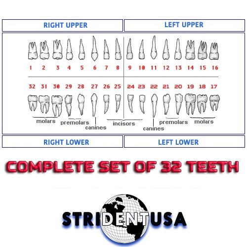 IVORINE TEETH REPLACEMENT FOR TYPODONT MODEL 200 (UPPER AND LOWER)  32 TOTAL