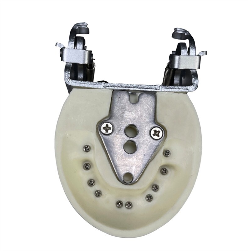 Typodonts Demonstration Denture Model Teeth Model for Kids Dental Teaching