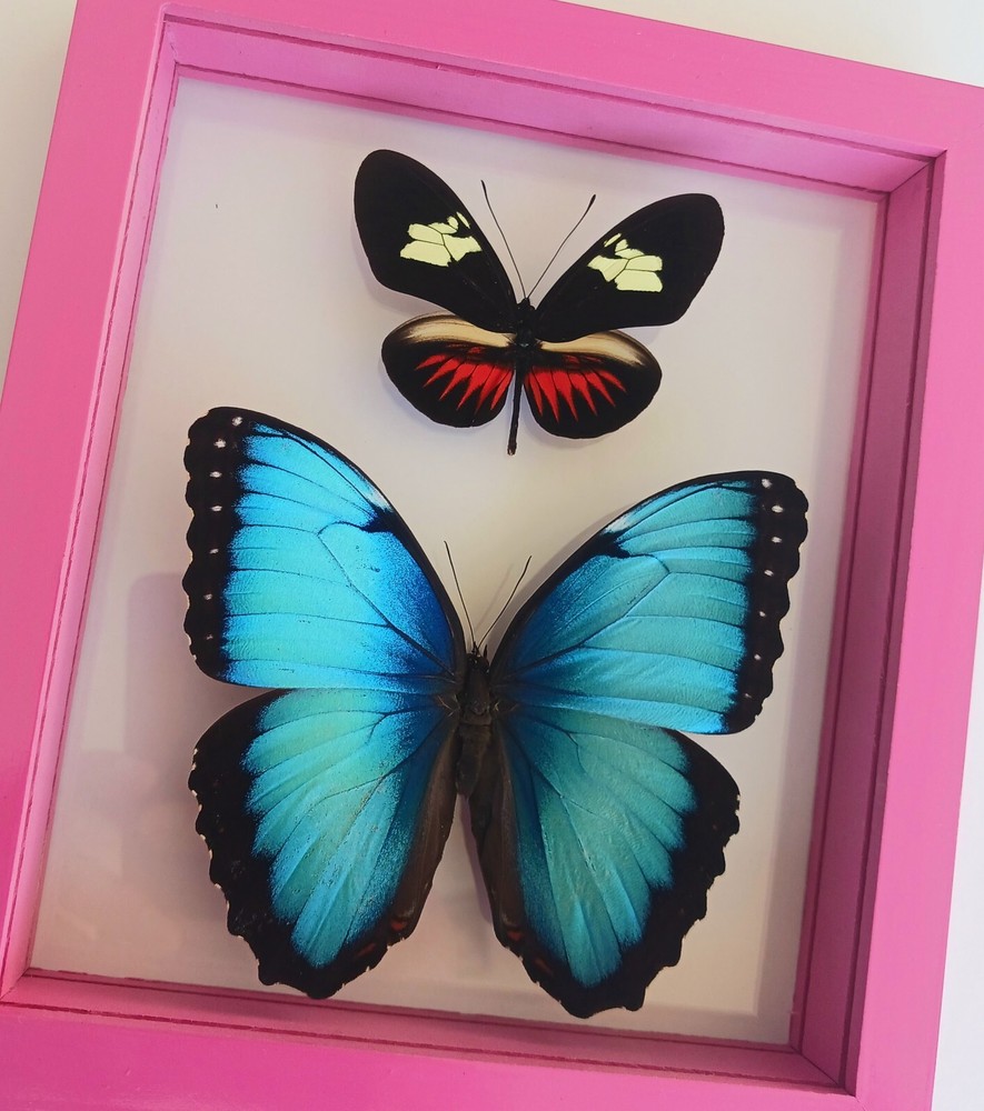 2 REAL BUTTERFLIES FRAMED  MOUNTED DOUBLE GLASS