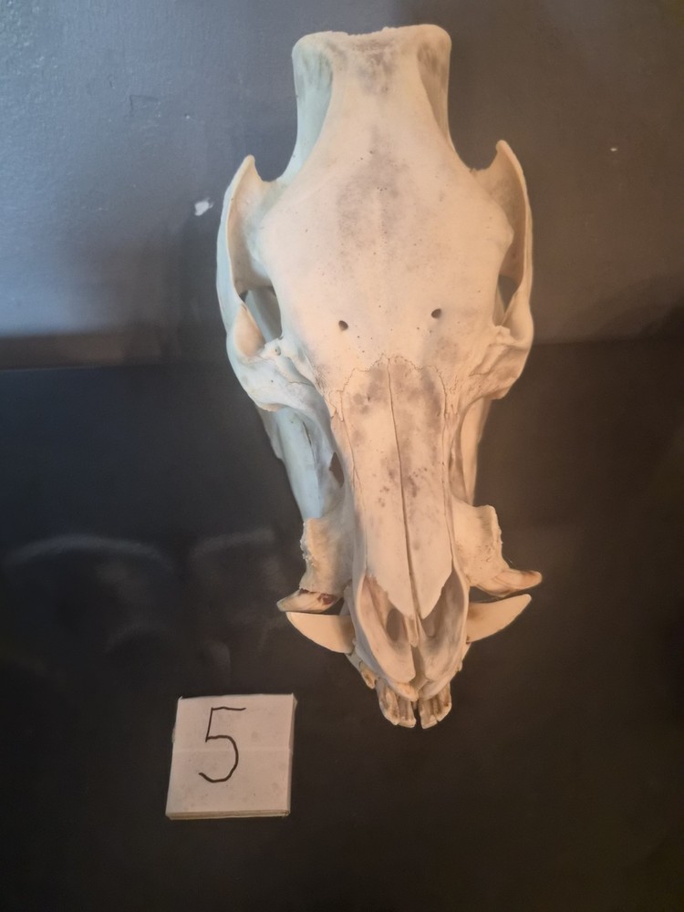 Boar Skull