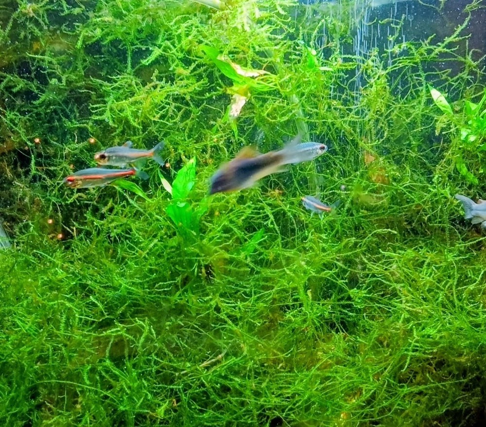 Pest Free Java Moss