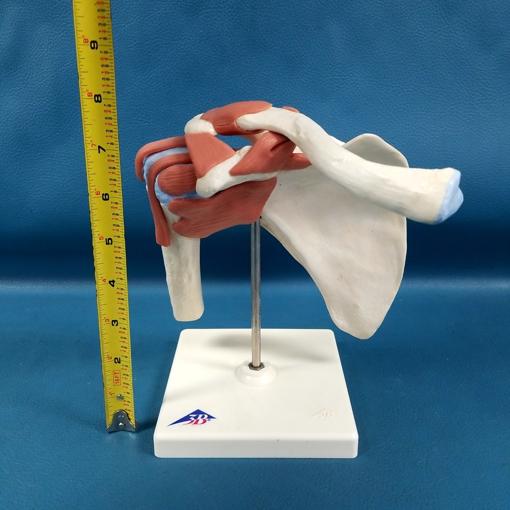 VTG 3B Scientific Functional & Realistic Shoulder Joint Model