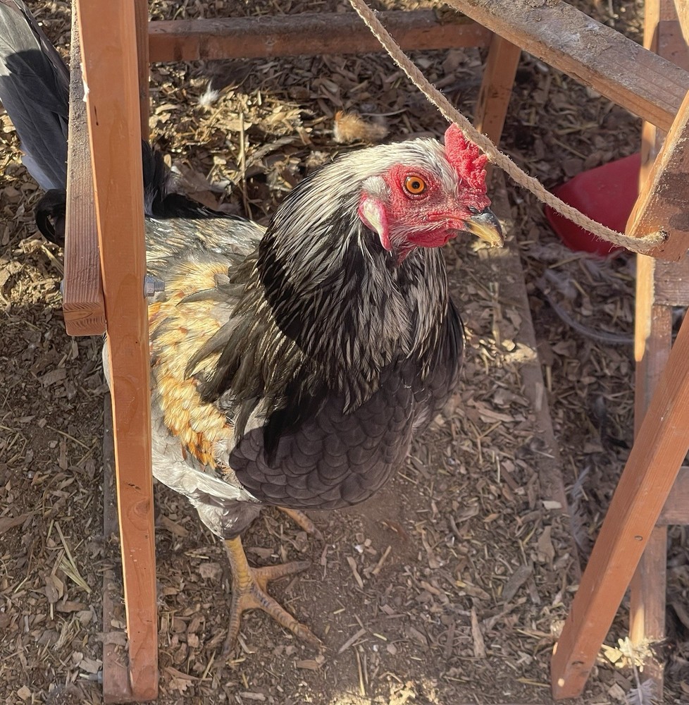 12+ Barnyard hatching eggs