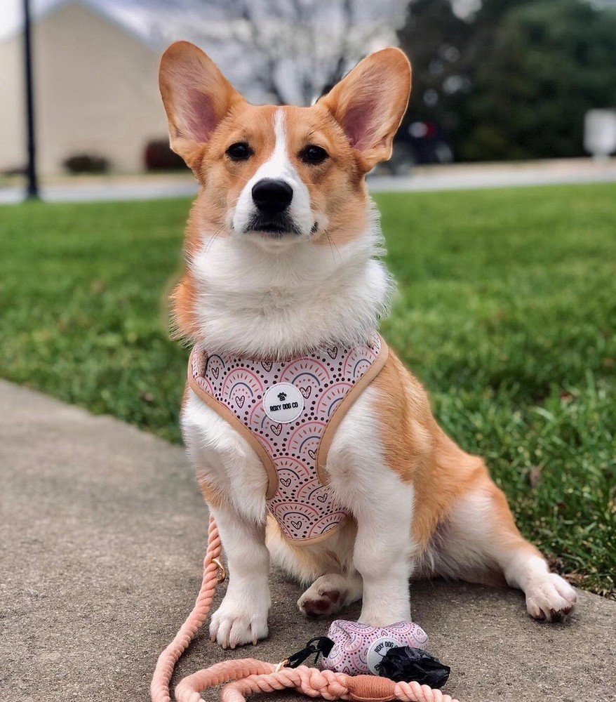 Boho Dog Harness