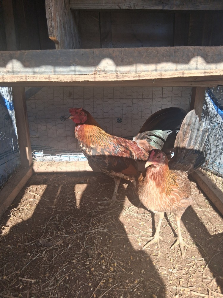 6 Hennys Pure Hatching Eggs