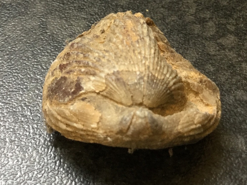 Fossil of a Shellfish 3cm long