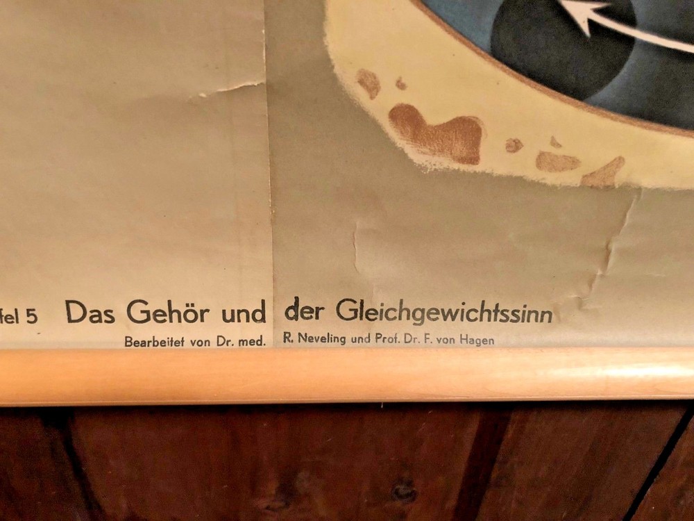 Vintage EAR German Educational Pull Down Chart by Hagemann / Denoyer Geppert Co