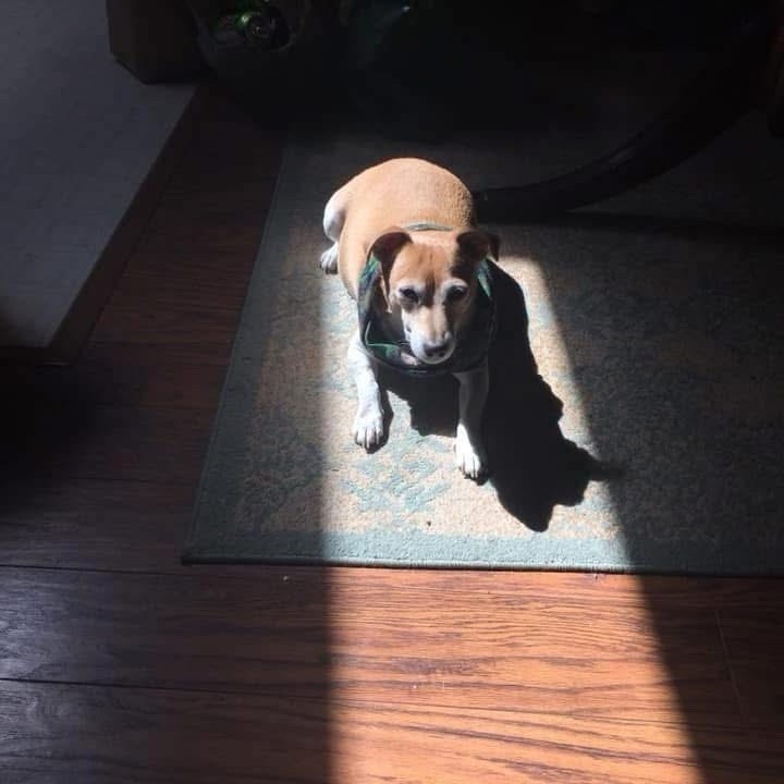 Tariff Relief 🙏 🏠 🐕 🚗